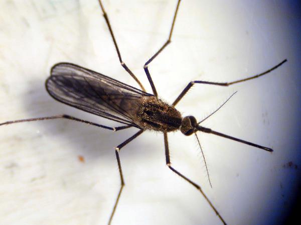 Photo of Aedes punctor by <a href="http://web.unbc.ca/~poirierl/">Lisa Poirier</a>